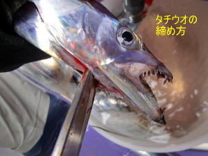 太刀魚