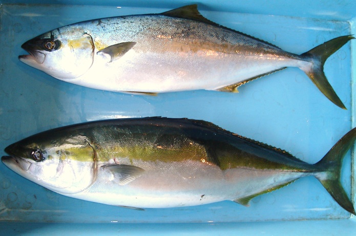 ブリとヒラマサの違いや見分け方 味 値段 旬 出世魚についても 食生活研究所 食 ラボ
