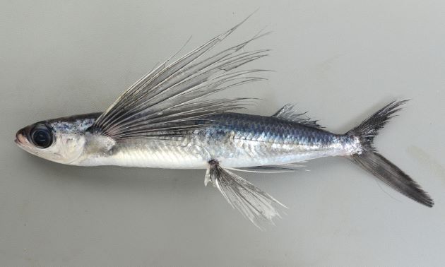 トビウオの刺身のさばき方・切り方！味や食べ方、寄生虫の危険は？ 食生活研究所 食☆ラボ