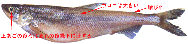 ししゃものオス 雄 の卵や子持ち うまい メスの見分け方もカロリーも 食生活研究所 食 ラボ