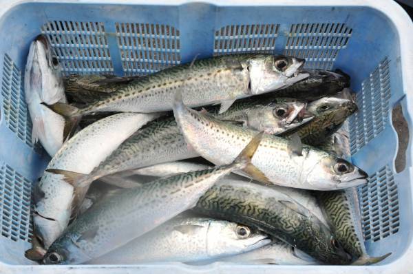 鯖の旬の時期 季節はいつ 産地はどこか 食べ方や鮮度の見分け方も 食生活研究所 食 ラボ