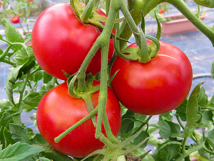 トマトの収穫の時期は タイミングの見分け方 収穫方法や保存方法も 食生活研究所 食 ラボ