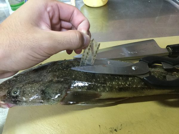マゴチの刺身の切り方 さばき方 味はどうか 食べ方のおすすめも 食生活研究所 食 ラボ