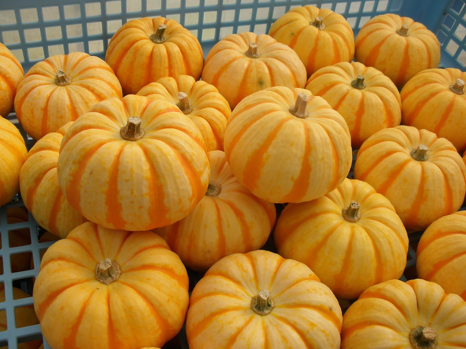 かぼちゃの収穫の時期は タイミングの見分け方 収穫方法や保存方法も 食生活研究所 食 ラボ