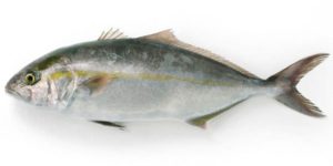 カンパチの旬の時期・季節はいつ？産卵との関係や食べ方のおすすめも | 食生活研究所 -食☆ラボ-