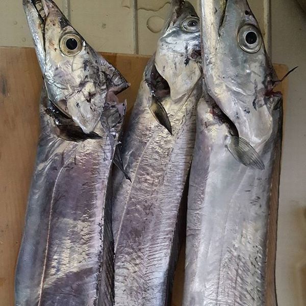 太刀魚の血抜きの方法 締め方や締める理由 保存方法も抑えよう 食生活研究所 食 ラボ