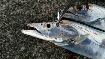 太刀魚の血抜きの方法 締め方や締める理由 保存方法も抑えよう 食生活研究所 食 ラボ