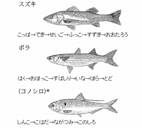 ハマチは出世魚 イナダとブリとの関係や名前の変化の順番 生態も 食生活研究所 食 ラボ