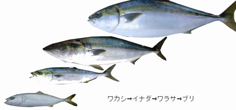 ブリは出世魚 順番や呼び名 名前 カンパチ ヒラマサ等との違いは 食生活研究所 食 ラボ