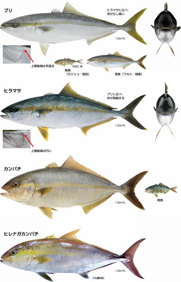 ブリとヒラマサとカンパチの違い 見分け方や特徴 出世魚は 食生活研究所 食 ラボ