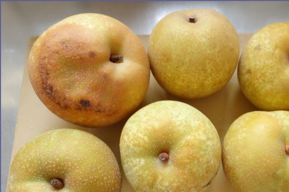 梨は腐るとどうなる 変色の場合やどんな状態なら食べれるか 賞味期限や保存方法も 食生活研究所 食 ラボ