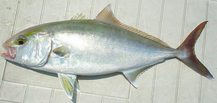 カンパチの子供や幼魚の名前は何 ブリ ヒラマサのどれが出世魚 食生活研究所 食 ラボ