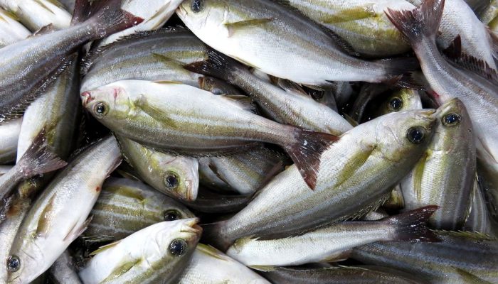 イサキは出世魚 イサギ ウリ坊 イノコ ゴッソリの呼び名の違いや美味しい食べ方も 食生活研究所 食 ラボ