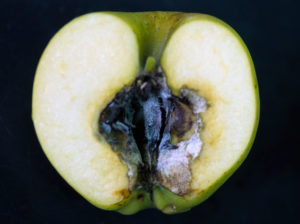 りんごは腐るとどうなる 変色や柔らかいのは食べれるか 見分け方や賞味期限も 食生活研究所 食 ラボ